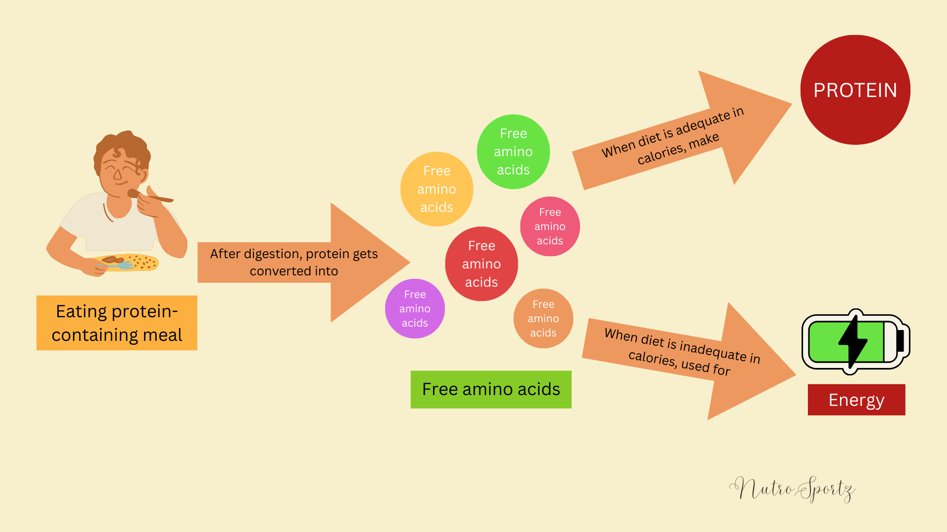 An image showing protein metabolism.