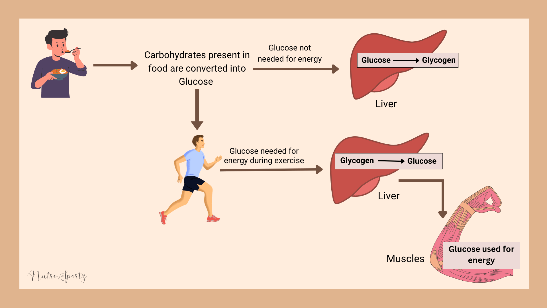 A pictorial representation of the use of carbohydrates for energy.