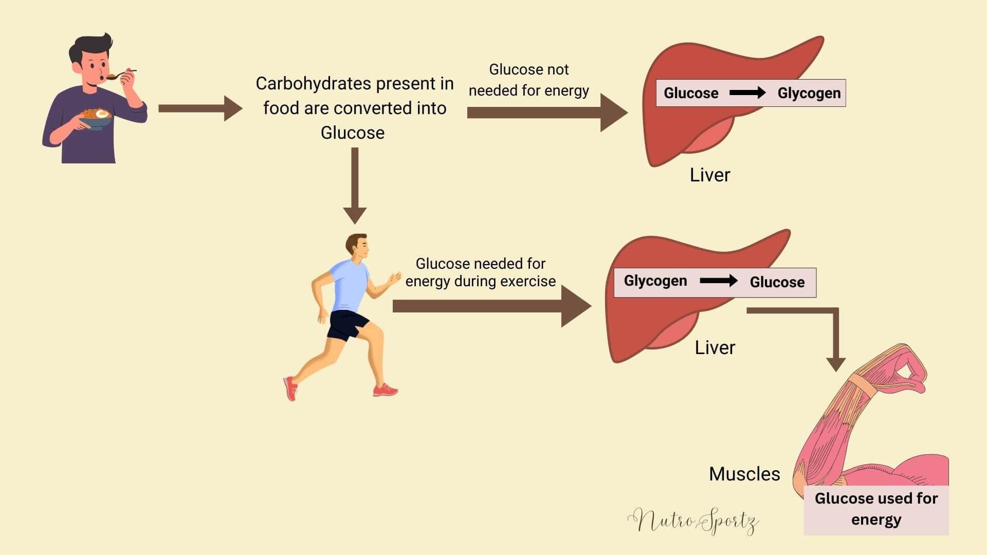 A pictorial representation of carbohydrate metabolism.